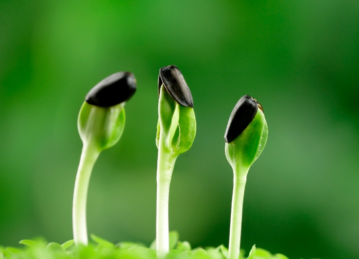 種子催芽方法 種子催芽方法