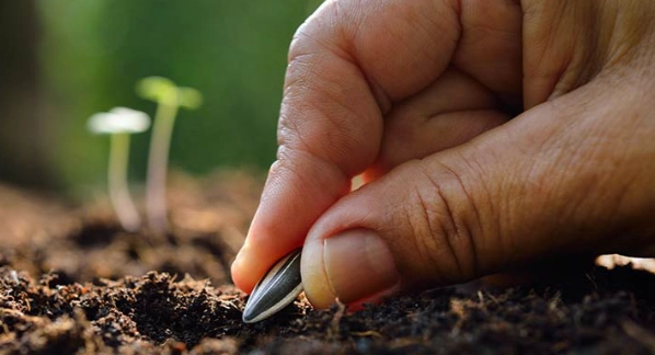 種子發芽陽光需求 種子發芽陽光需求