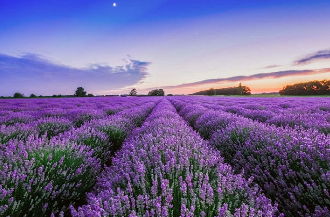 艾維儂薰衣草照顧