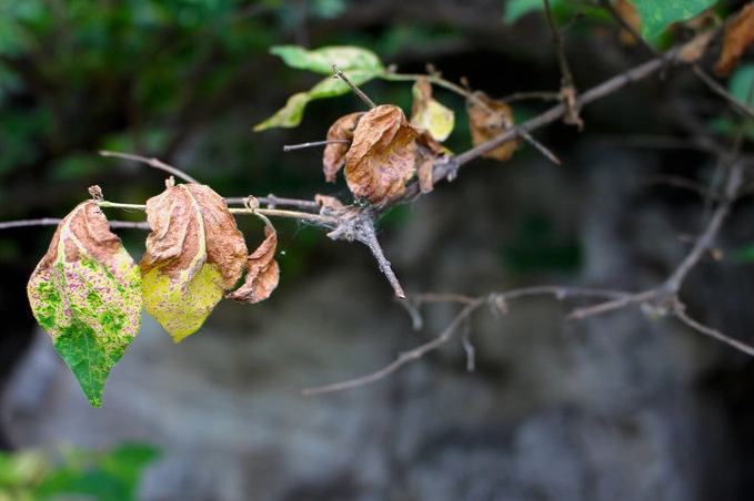 新葉枯萎原因 新葉枯萎原因