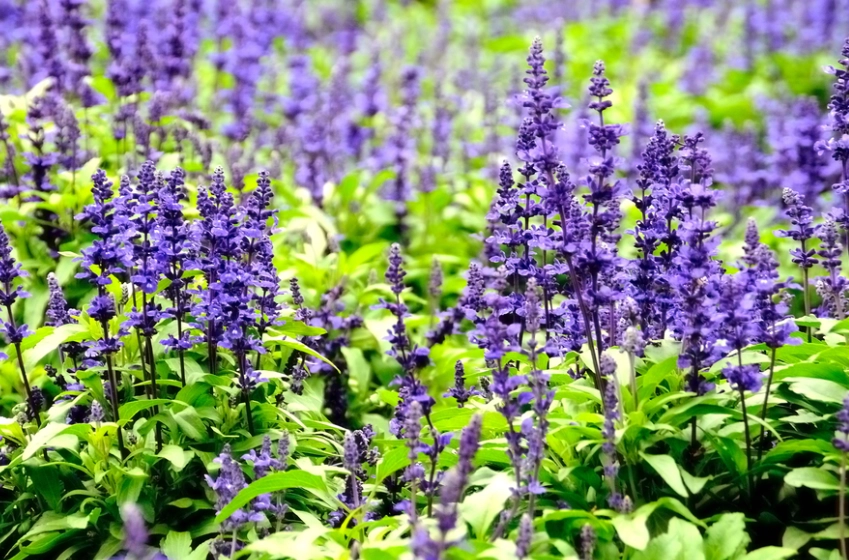 薰衣草修剪時機