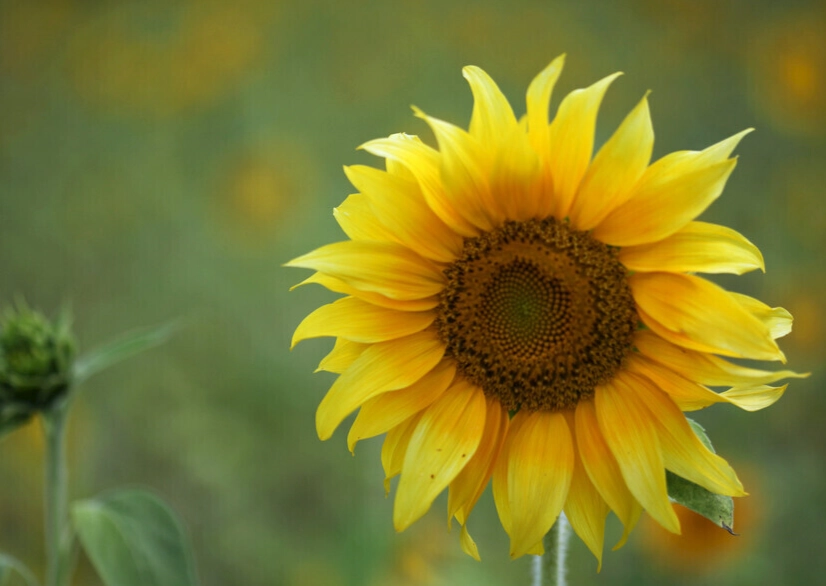 向日葵種子發芽