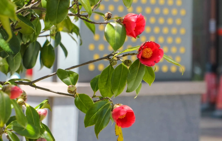 茶花養護技巧 茶花養護技巧