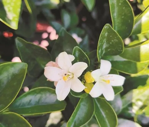 細葉七里香種植 細葉七里香種植