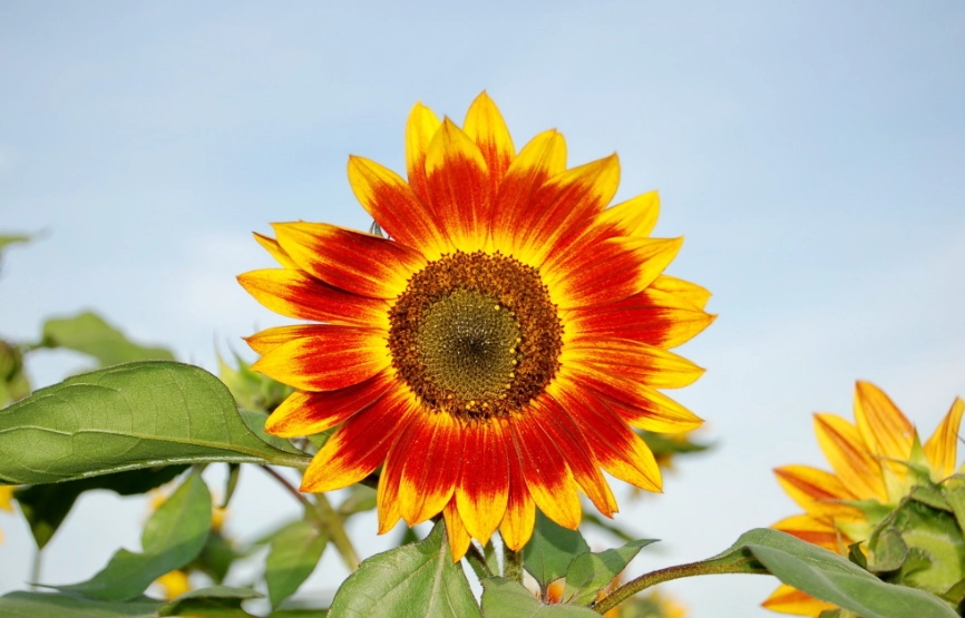 紅色向日葵栽培方法