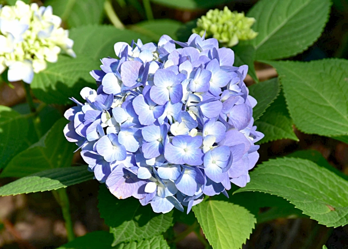 繡球花開花技巧