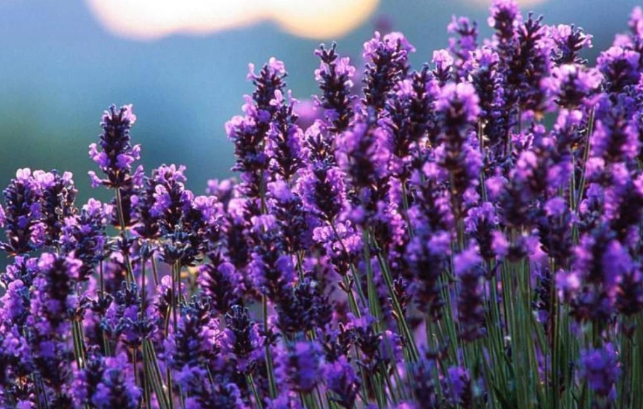 薰衣草換土時間