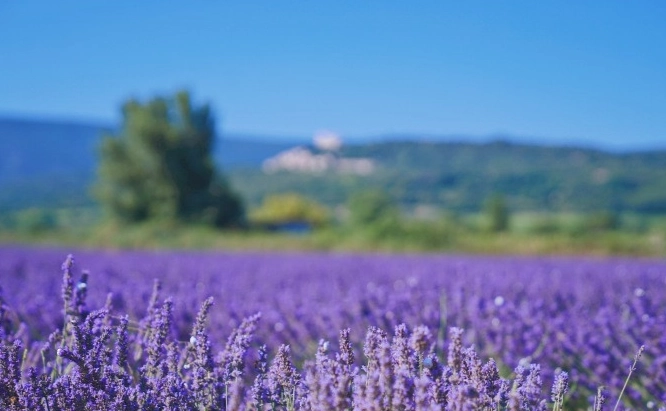 薰衣草種植技巧