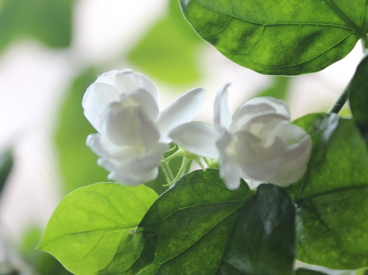 茉莉花照顧方法