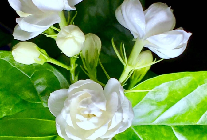 茉莉花照顧指南