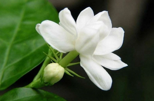 茉莉花種植技巧