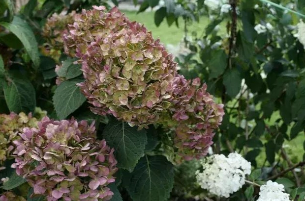 繡球花栽培技巧