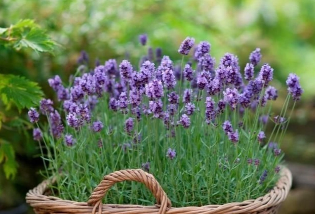 頭狀薰衣草種植方法