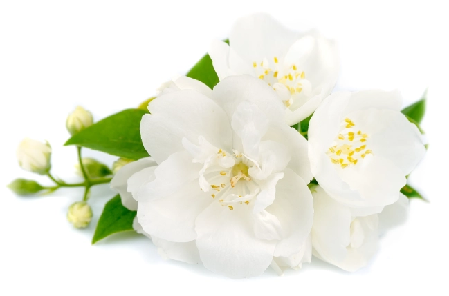 室內茉莉花養護