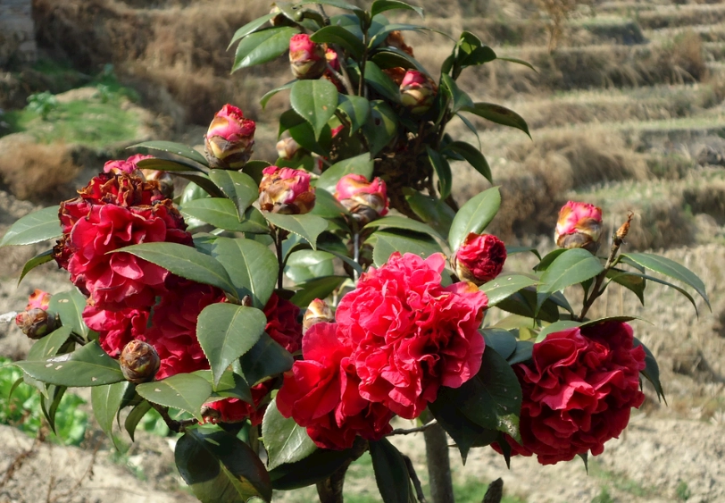 茶花葉片下垂原因