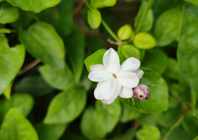 茉莉花栽種方法