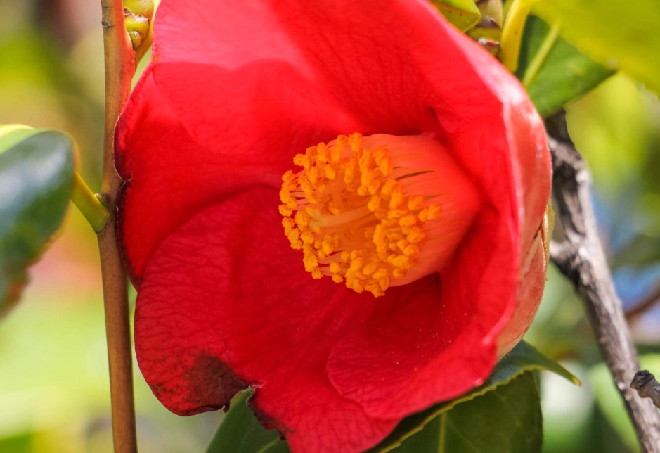 茶花栽培错误 茶花栽培错误