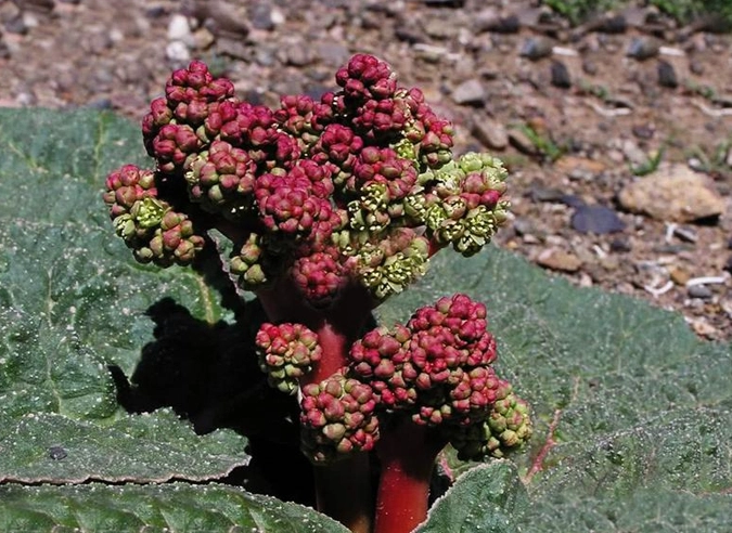 沙漠苏木黄叶原因 沙漠苏木黄叶原因