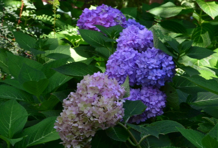 繡球花養護方法