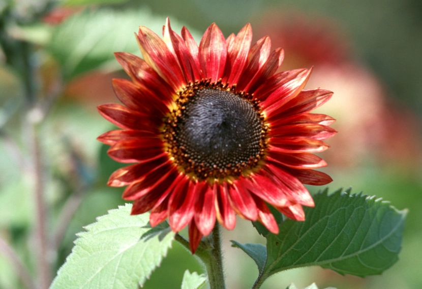 紅色向日葵品種