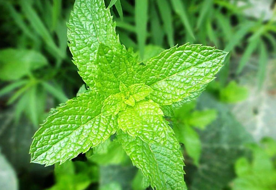 薄荷種植技巧