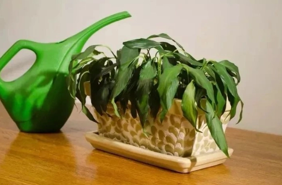 植物葉子變小處理