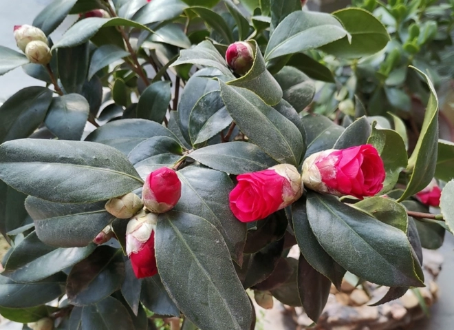 茶花養護技巧 茶花養護技巧