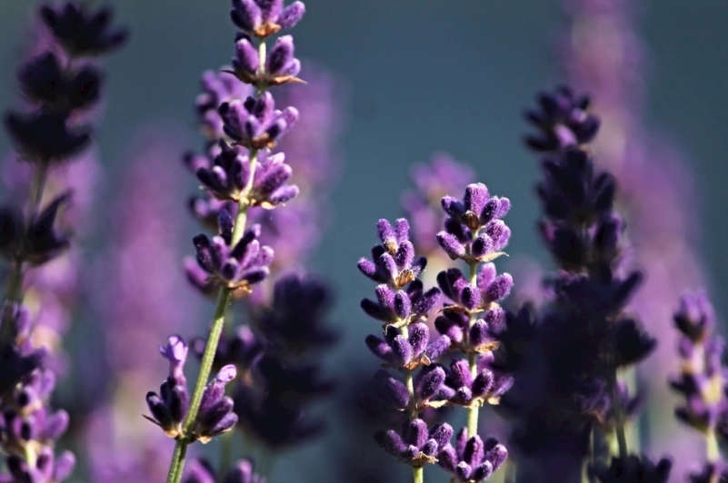 薰衣草種植問題