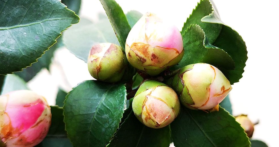 茶花花苞不開花原因 茶花花苞不開花原因