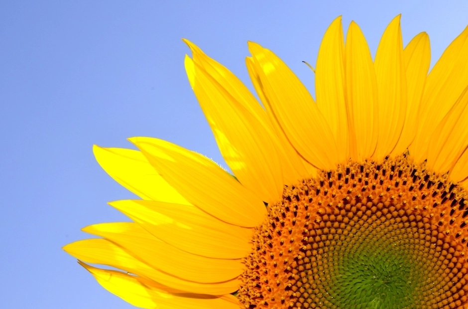 向日葵發芽時間