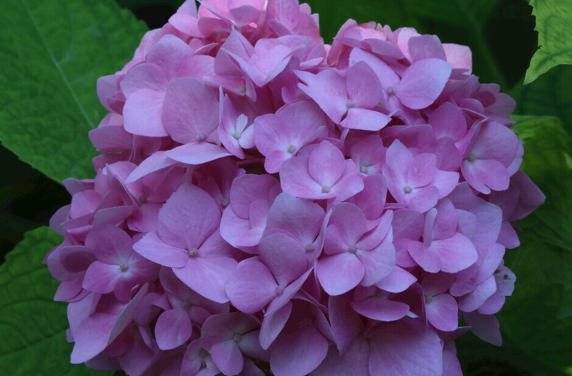繡球花對寵物有害