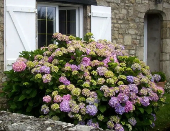 繡球花施肥方法