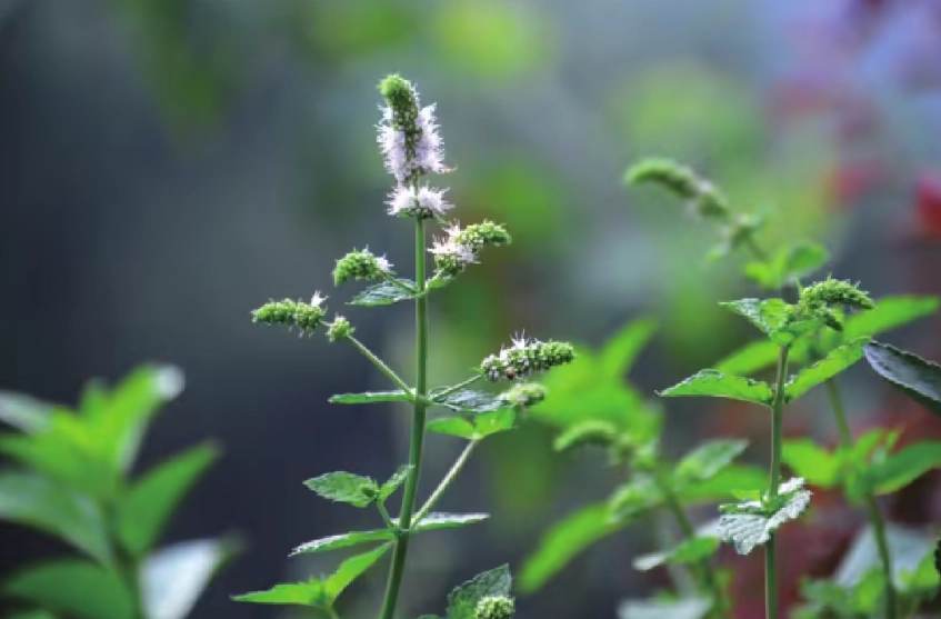 薄荷怎麼種