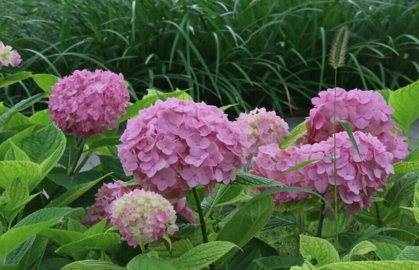 繡球花對寵物有害