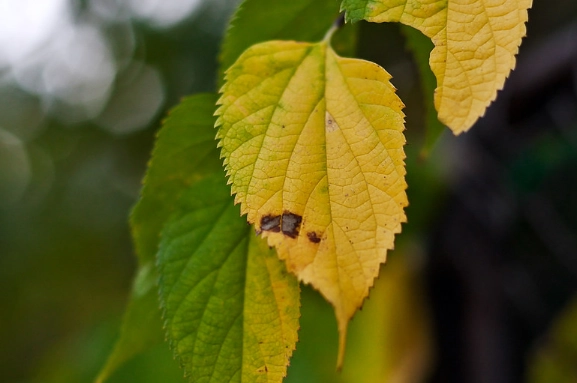 植物葉子變小處理