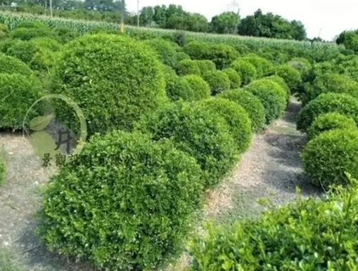 細葉七里香養護 細葉七里香養護