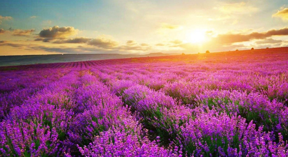 薰衣草換土方法