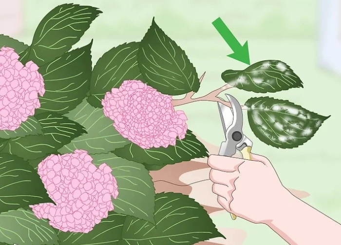 繡球花護理技巧