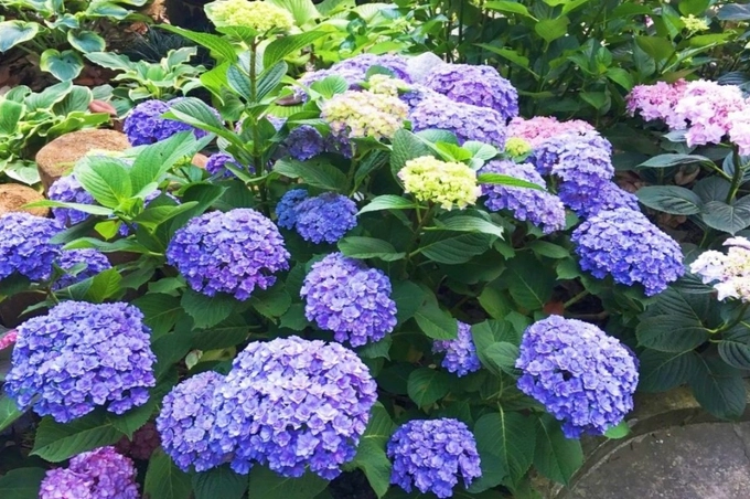 繡球花開花技巧