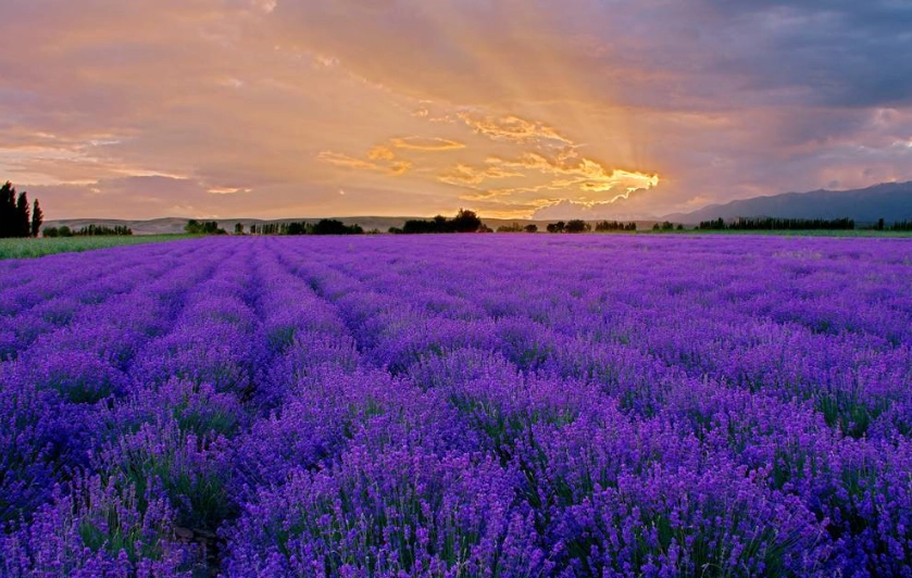 薰衣草耐旱特性