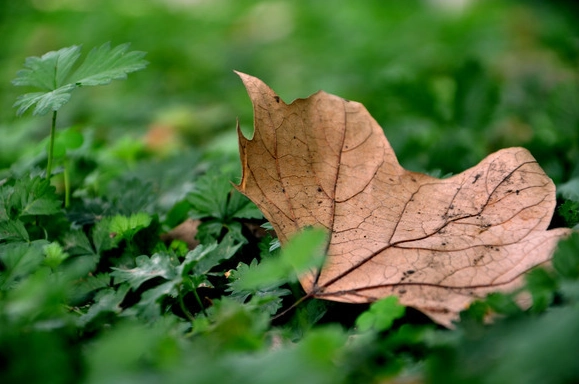新葉枯萎處理 新葉枯萎處理