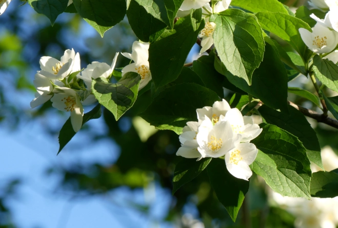 茉莉花栽種方法