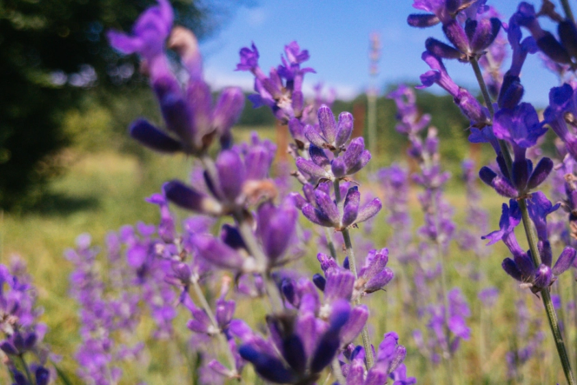 薰衣草養護技巧