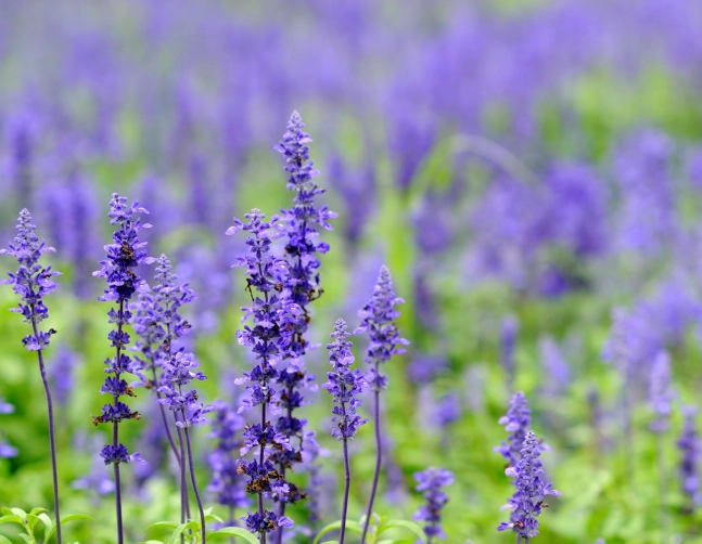薰衣草開花後修剪
