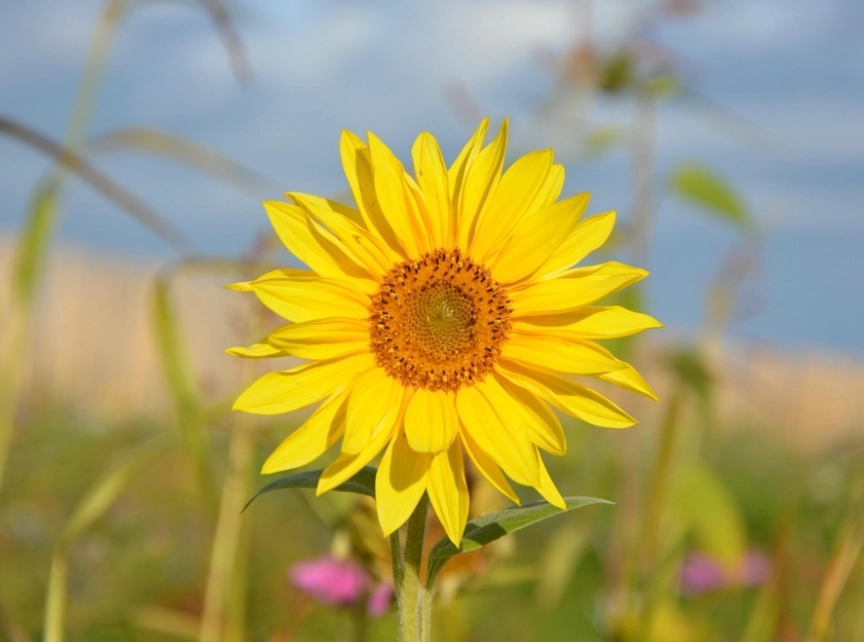 向日葵發芽條件