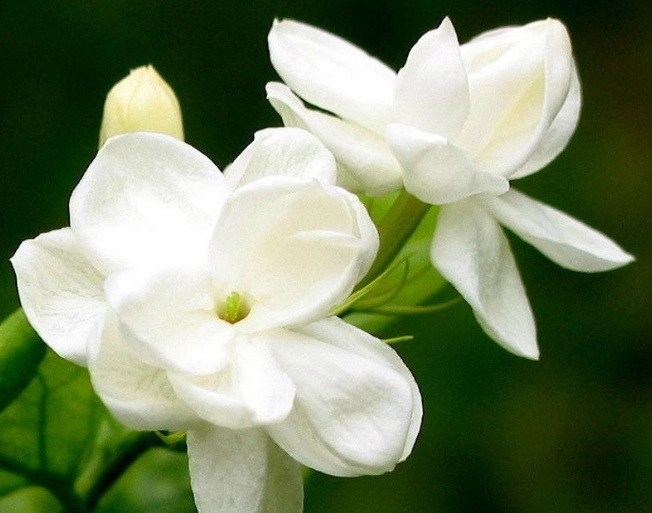 茉莉花種植方法