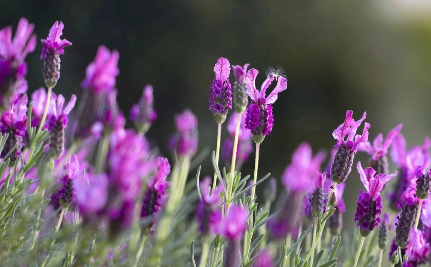 薰衣草種植技巧