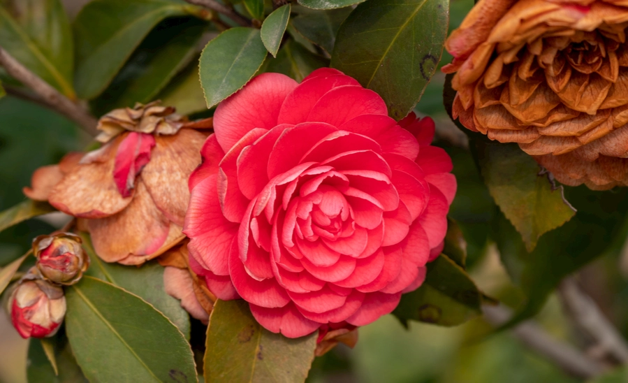 茶花养护误区 茶花养护误区