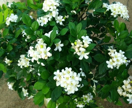 細葉七里香養護 細葉七里香養護