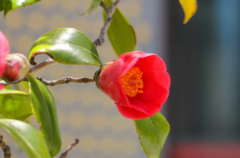 茶花栽培错误 茶花栽培错误